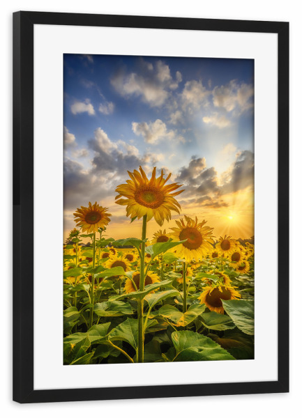 Poster mit Rahmen schwarz "Idyllisches Sonnenblumenfeld" artboxONE - Natur,Floral