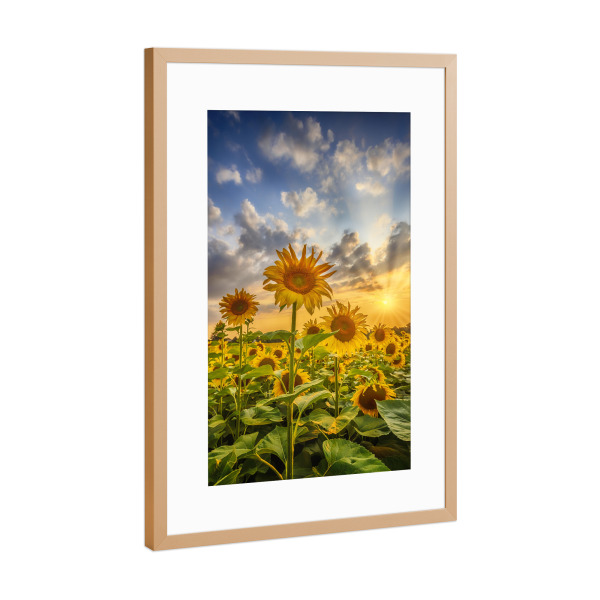 Poster mit Rahmen Kupfer "Idyllisches Sonnenblumenfeld" artboxONE - Natur,Floral