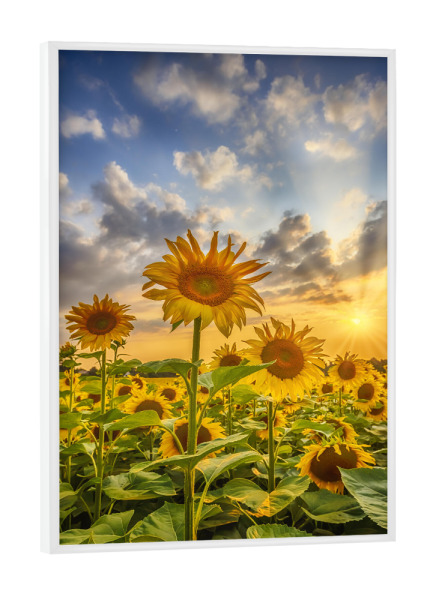 Poster mit weißem Rahmen "Idyllisches Sonnenblumenfeld" artboxONE - Natur,Floral