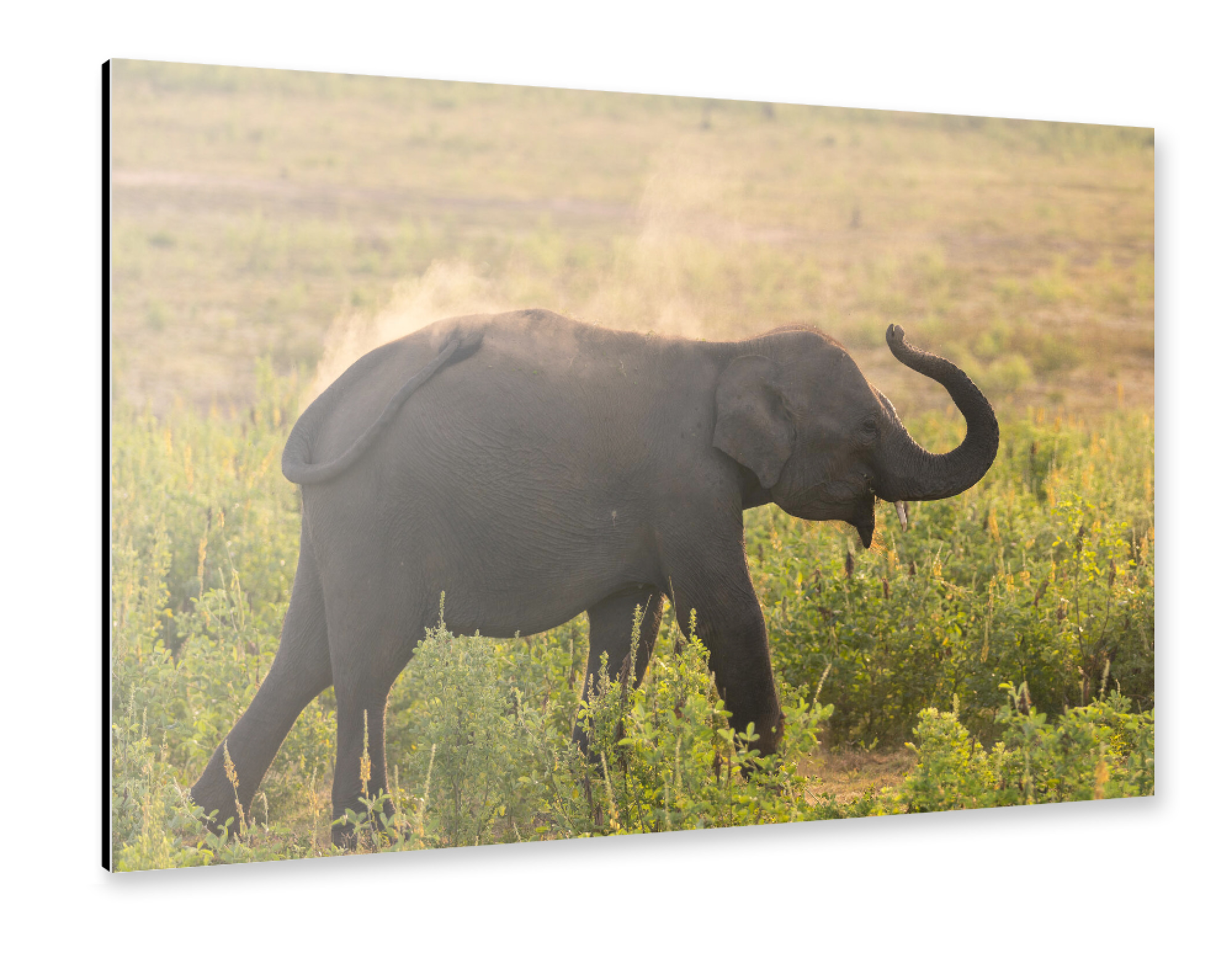 Alu-Dibond "Wild Sri Lankan Elephant" 30x20 cm artboxONE