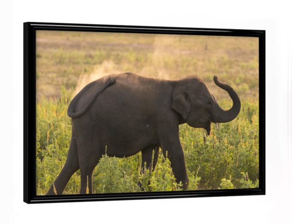 Poster mit schwarzem Rahmen "Wild Sri Lankan Elephant" artboxONE - Natur,Reise,Tiere,Reise / Asien,Reise / Länder