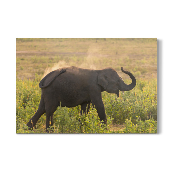 Galerie-Print "Wild Sri Lankan Elephant" 30x20 cm artboxONE