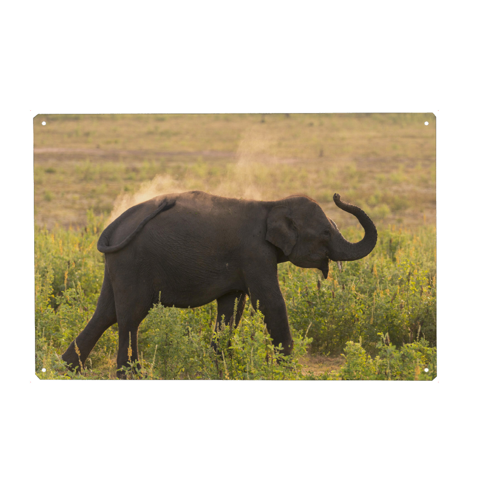 Holzbild "Wild Sri Lankan Elephant" artboxONE - Natur,Reise,Tiere,Reise / Asien,Reise / Länder