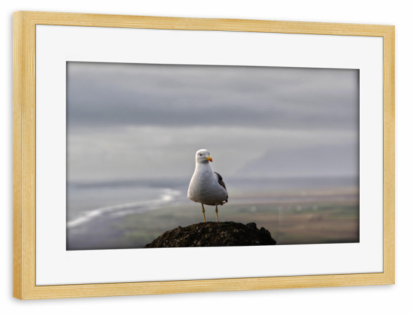 Poster mit Rahmen kiefer "Möwe in Island" artboxONE - Natur,Tiere,Reise / Strand und Meer