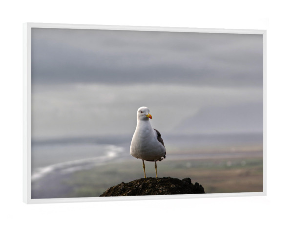 Poster mit weißem Rahmen "Möwe in Island" artboxONE - Natur,Tiere,Reise / Strand und Meer