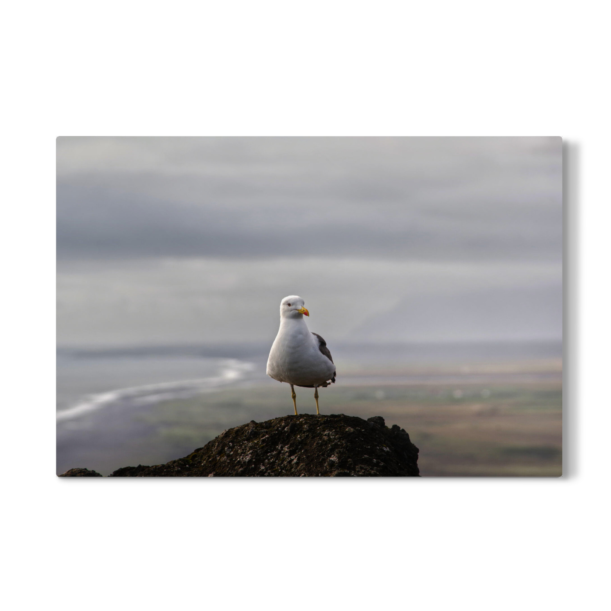 Galerie-Print "Möwe in Island" 75x50 cm artboxONE