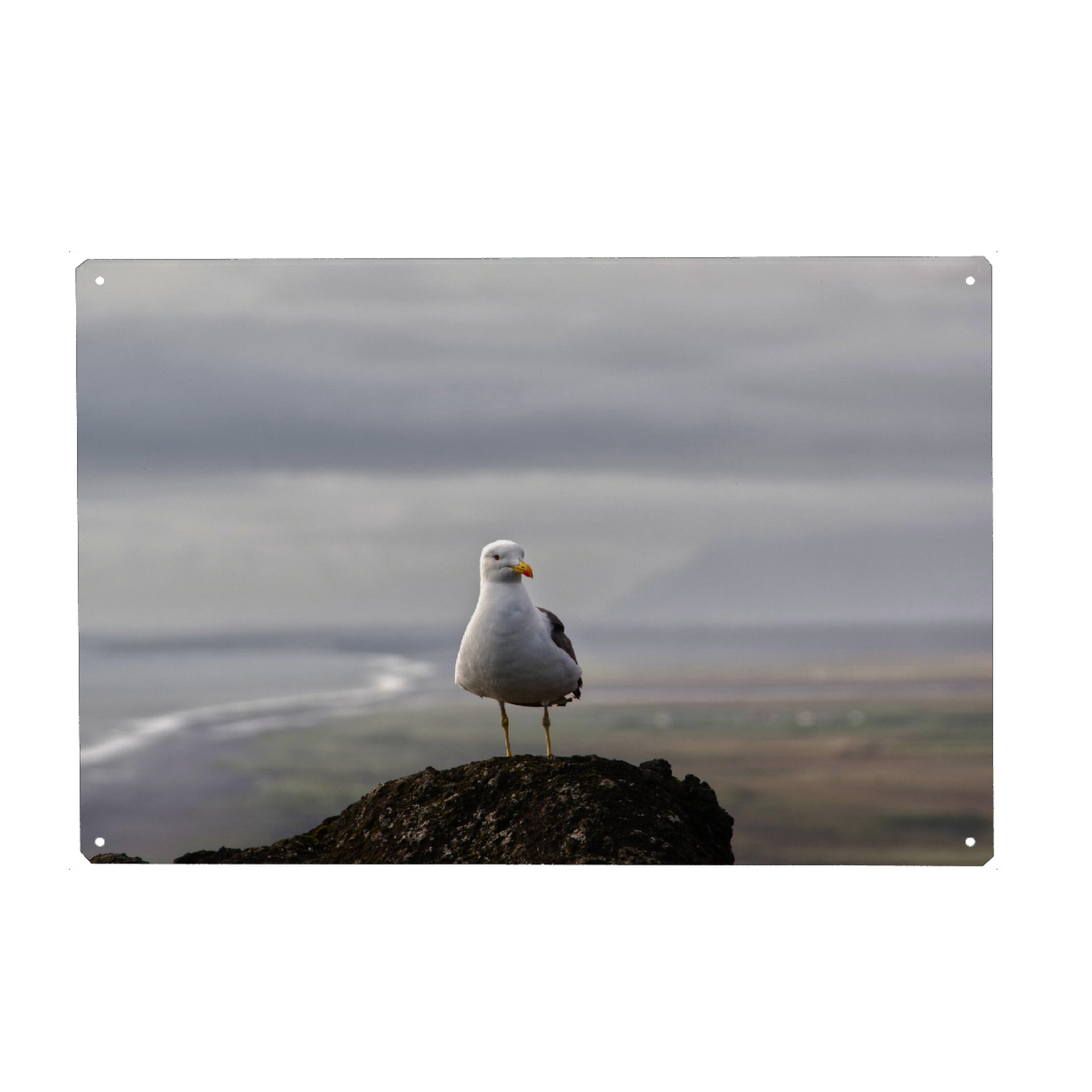 Holzbild "Möwe in Island" artboxONE - Natur,Tiere,Reise / Strand und Meer