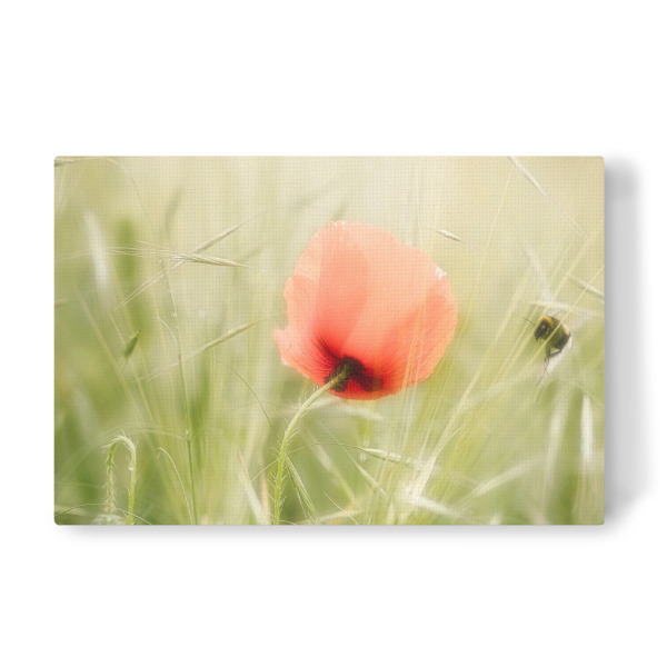 Leinwandbild "Sommerzeit" artboxONE - Natur,Floral - Mohnblume,Blüte,ährenfeld,Kornfeld,Sommer,Biene,Hummel,Wildbiene,Regen,Sommerregen,Grün,Rot