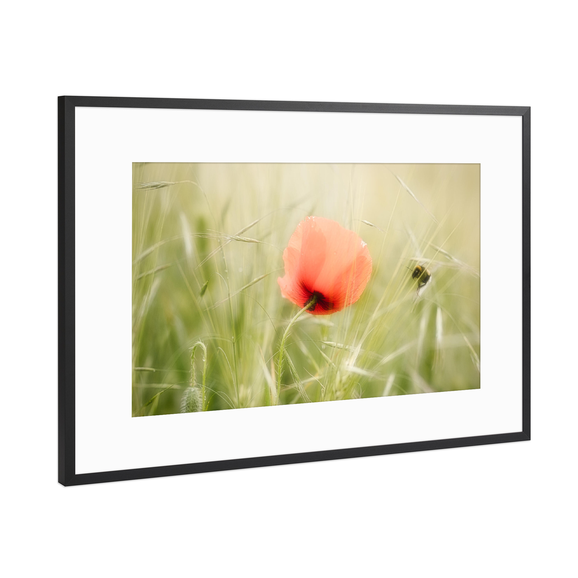 Poster mit Rahmen Schwarz (Metallic) "Sommerzeit" artboxONE - Natur,Floral