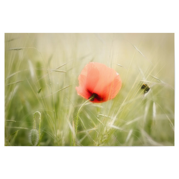 Poster 30x20 cm "Sommerzeit" artboxONE - Natur,Floral - Mohnblume,Blüte,ährenfeld,Kornfeld,Sommer,Biene,Hummel,Wildbiene,Regen,Sommerregen,Grün,Rot