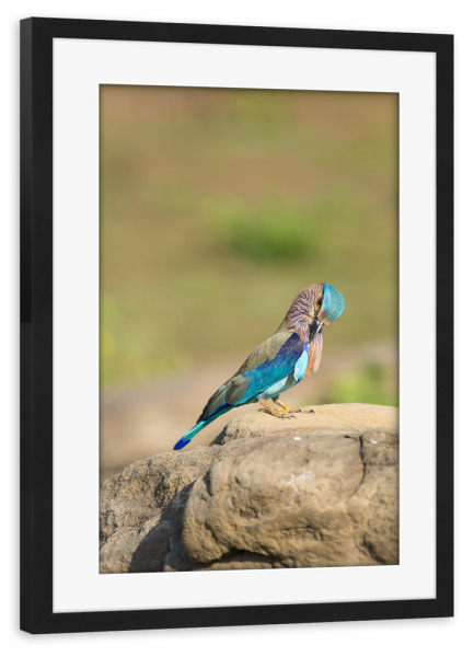 Poster mit Rahmen schwarz "Vogel-Portrait" artboxONE - Natur,Reise,Tiere,Reise / Asien,Reise / Länder