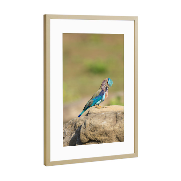 Poster mit Rahmen Gold "Vogel-Portrait" artboxONE - Natur,Reise,Tiere,Reise / Asien,Reise / Länder