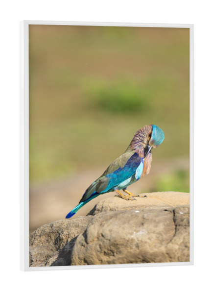Poster mit weißem Rahmen "Vogel-Portrait" artboxONE - Natur,Reise,Tiere,Reise / Asien,Reise / Länder