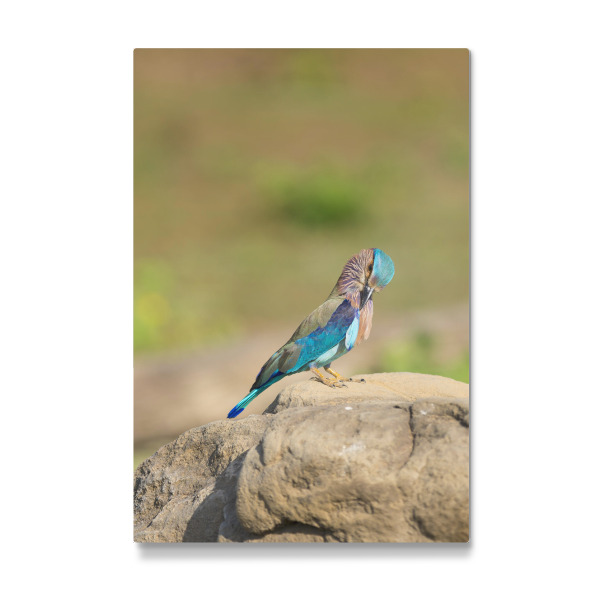 Galerie-Print "Vogel-Portrait" 30x20 cm artboxONE