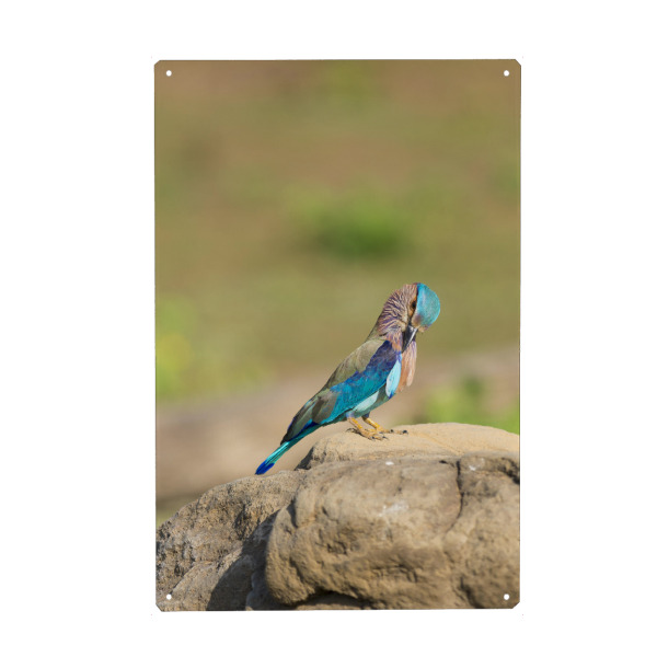 Metall Poster "Vogel-Portrait" artboxONE - Natur,Reise,Tiere,Reise / Asien,Reise / Länder