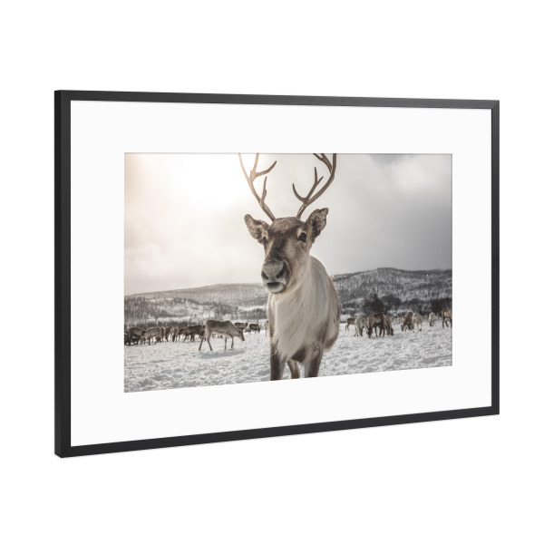 Poster mit Rahmen Schwarz (Metallic) "Rentier in Norwegen" artboxONE - Natur,Tiere