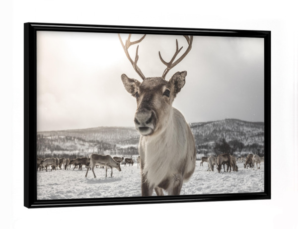 Poster mit schwarzem Rahmen "Rentier in Norwegen" artboxONE - Natur,Tiere