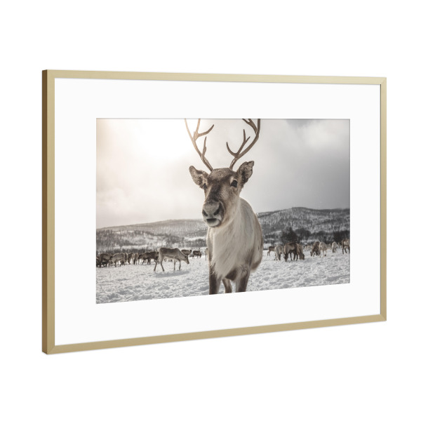Poster mit Rahmen Gold "Rentier in Norwegen" artboxONE - Natur,Tiere