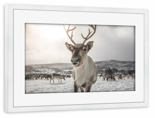 Poster mit Rahmen weiß "Rentier in Norwegen" artboxONE - Natur,Tiere