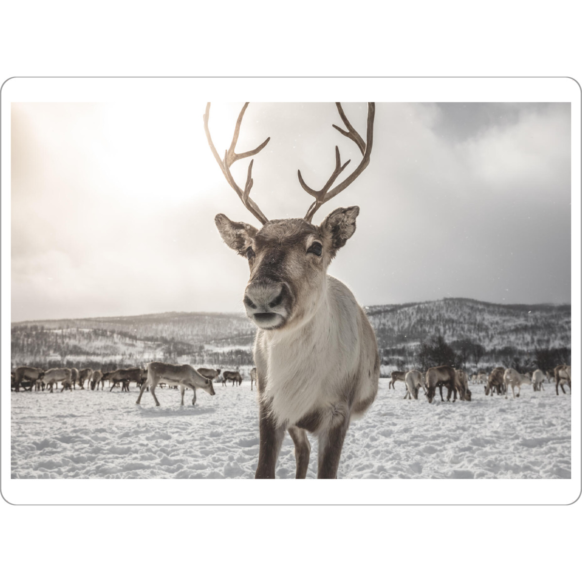 Tischset "Rentier in Norwegen" artboxONE - Natur,Tiere