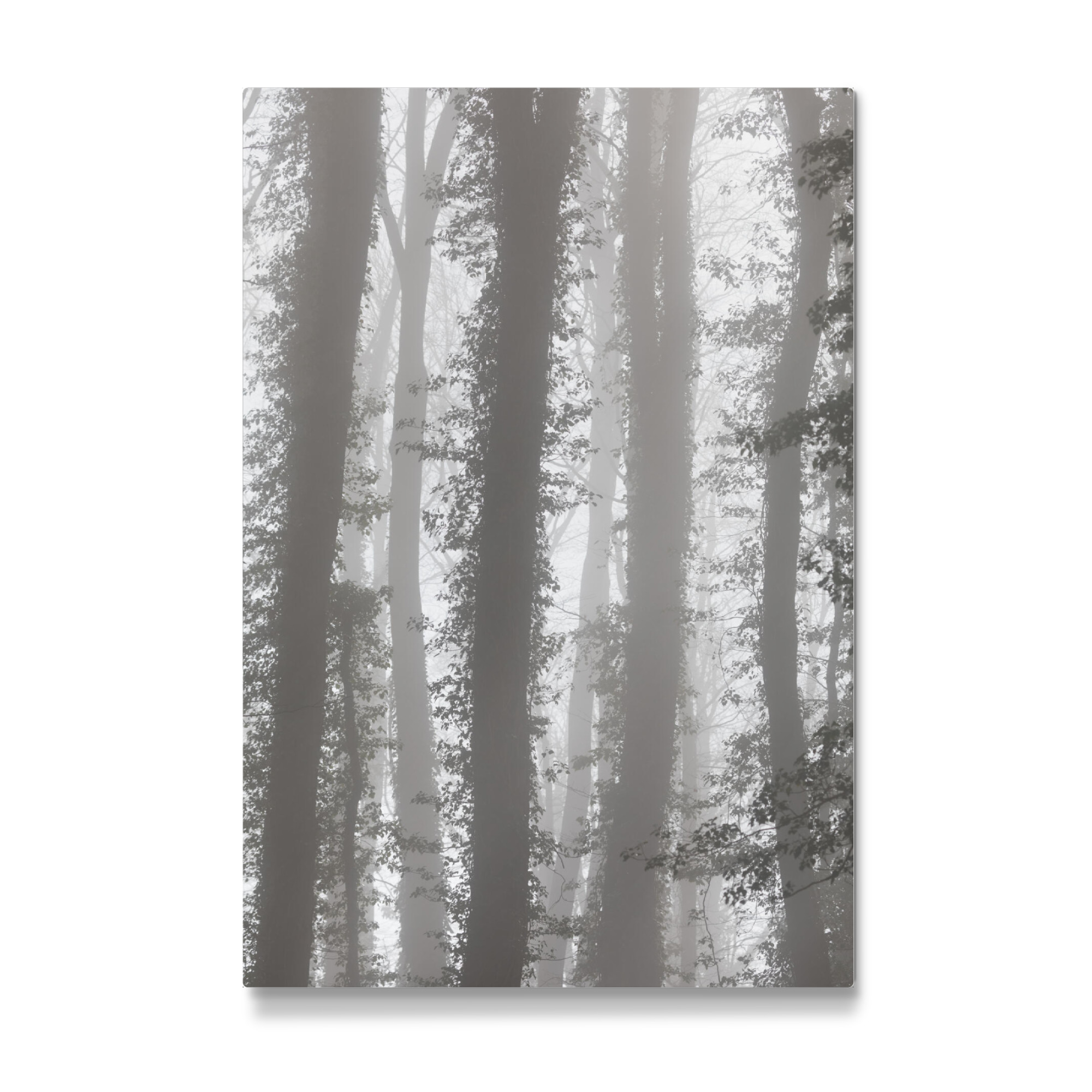 Galerie-Print "Mystic Forest" 30x20 cm artboxONE