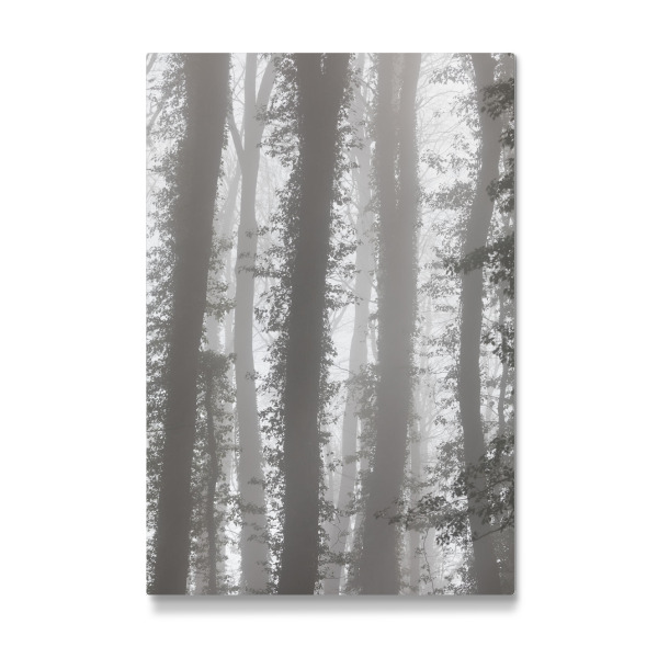 Galerie-Print "Mystic Forest" 30x20 cm artboxONE