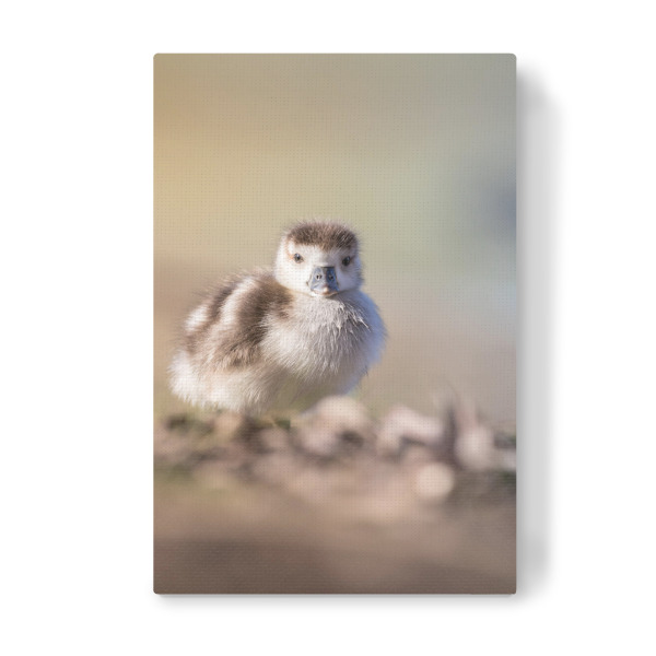 Leinwandbild "Küken" artboxONE - Natur,Tiere