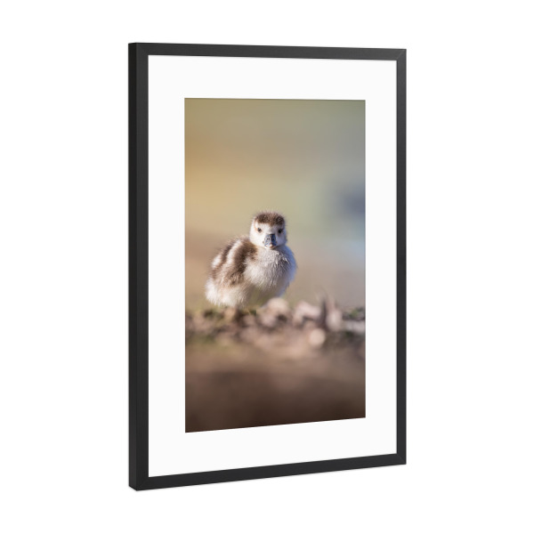 Poster mit Rahmen Schwarz (Metallic) "Küken" artboxONE - Natur,Tiere