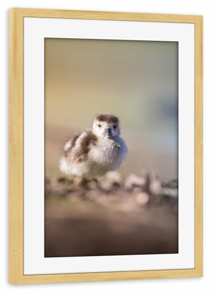 Poster mit Rahmen kiefer "Küken" artboxONE - Natur,Tiere