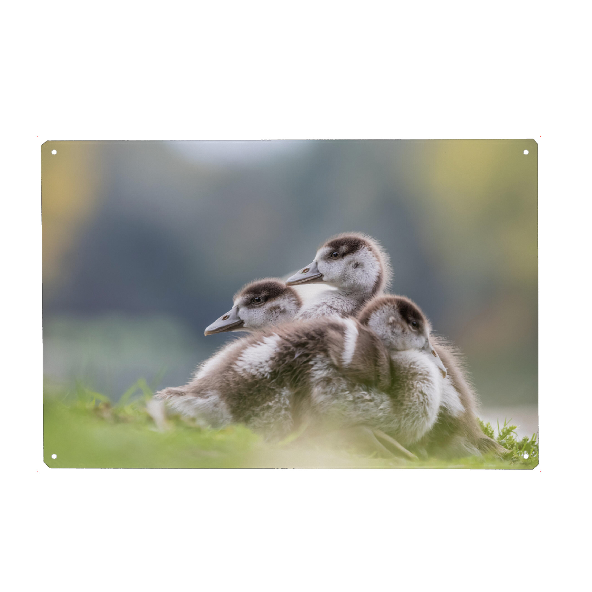 Metall Poster "Gänsehaufen" artboxONE - Natur,Tiere