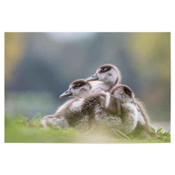 Poster 30x20 cm "Gänsehaufen" artboxONE - Natur,Tiere