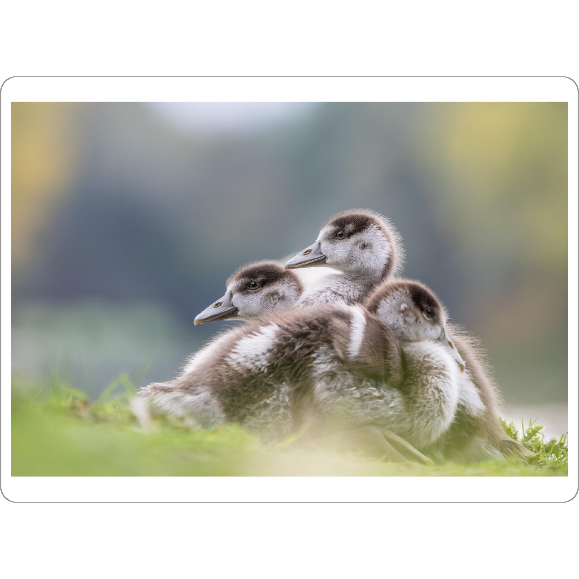 Tischset "Gänsehaufen" artboxONE - Natur,Tiere
