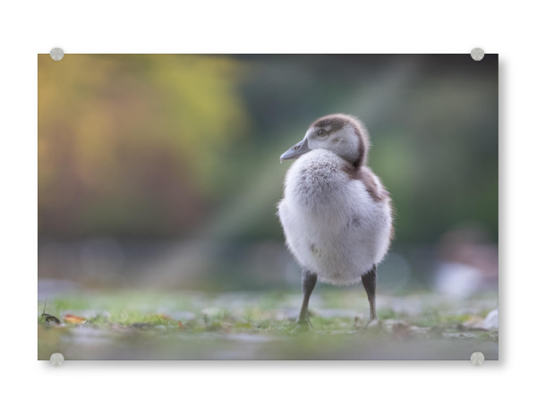 Acrylglasbild "Halbstarke Nilgans" artboxONE - Natur,Tiere