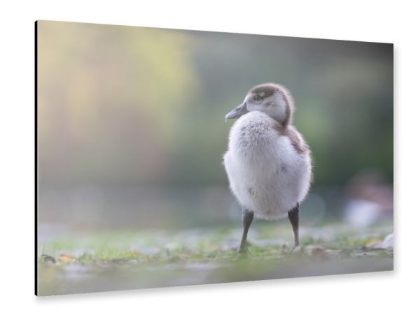 Alu-Dibond "Halbstarke Nilgans" 30x20 cm artboxONE