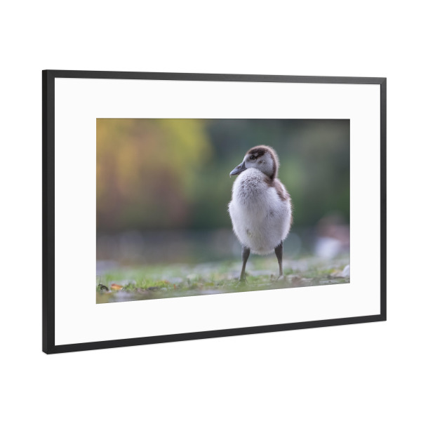 Poster mit Rahmen Schwarz (Metallic) "Halbstarke Nilgans" artboxONE - Natur,Tiere