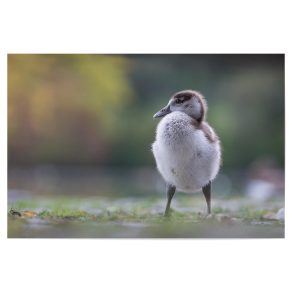 Poster "Halbstarke Nilgans" artboxONE - Natur,Tiere