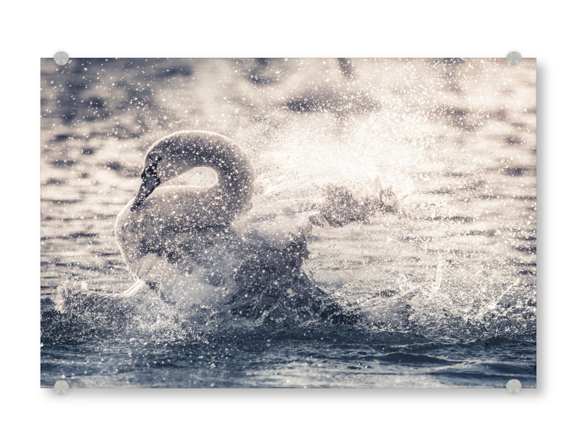 Acrylglasbild "Bathing Swan" artboxONE - Natur,Tiere - Schwan,Höckerschwan,Naturfoto,Wasser,Wasserspritzer,Gegenlicht,Vogel,Cygnus,Baden