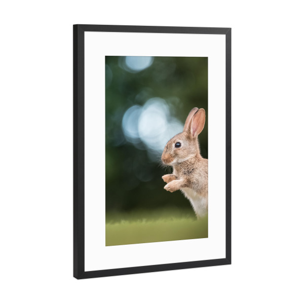 Poster mit Rahmen Schwarz (Metallic) "Rabbit Nature Photo" artboxONE - Natur,Tiere
