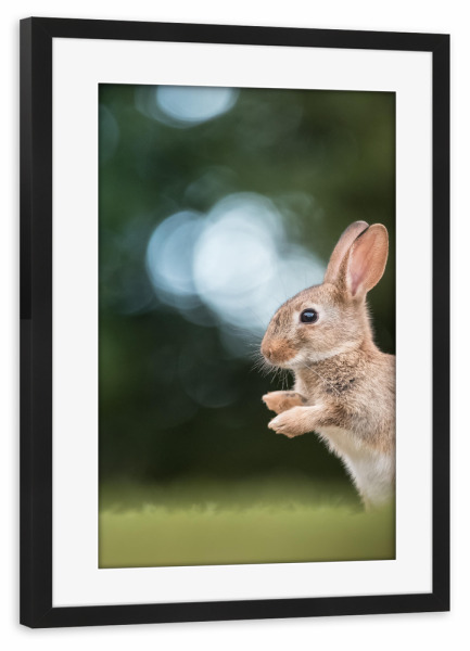 Poster mit Rahmen schwarz "Rabbit Nature Photo" artboxONE - Natur,Tiere