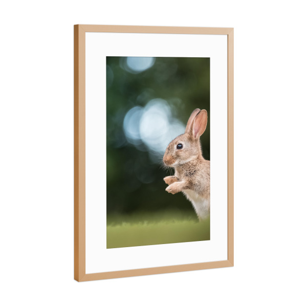 Poster mit Rahmen Kupfer "Rabbit Nature Photo" artboxONE - Natur,Tiere