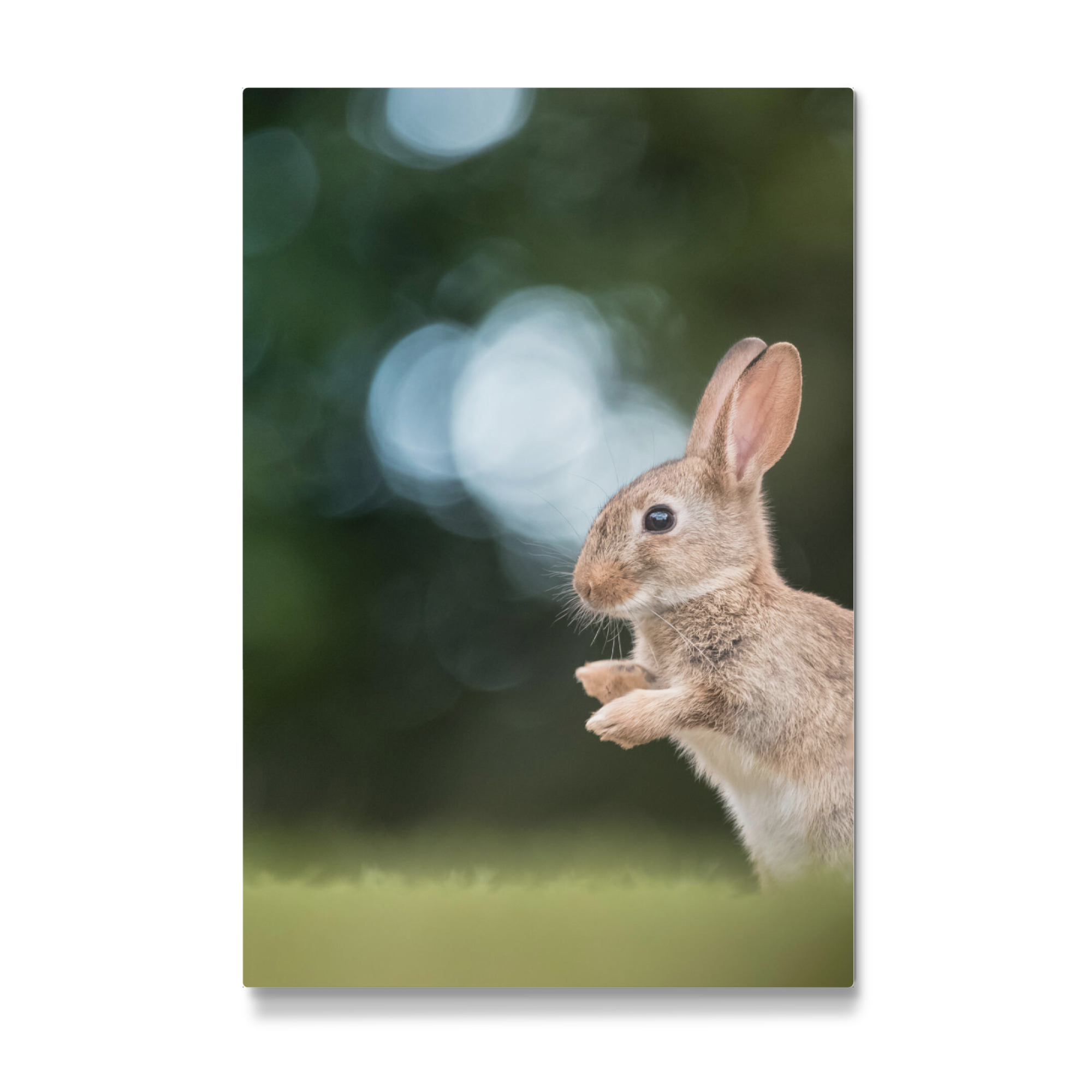 Galerie-Print "Rabbit Nature Photo" 75x50 cm artboxONE