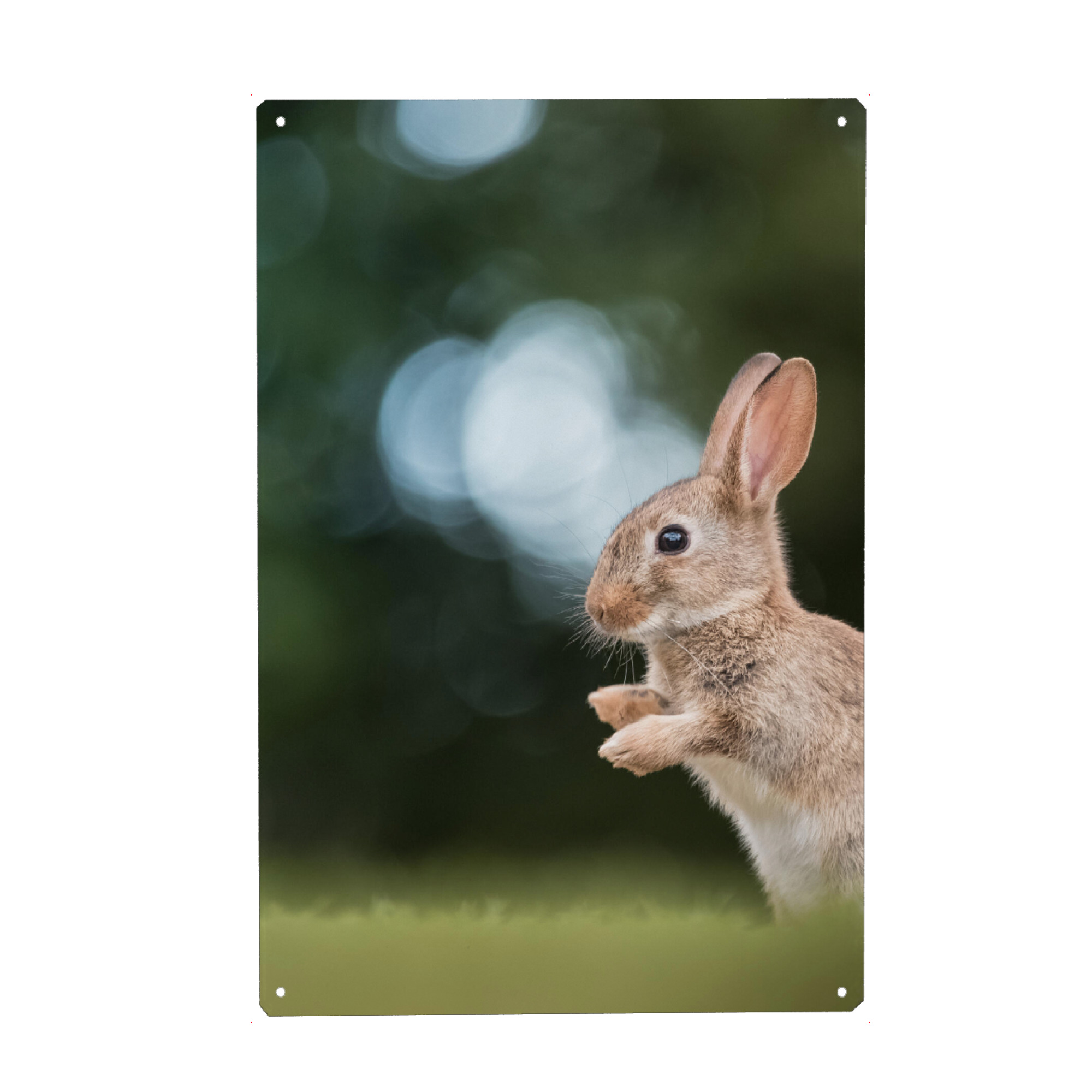Holzbild "Rabbit Nature Photo" artboxONE - Natur,Tiere