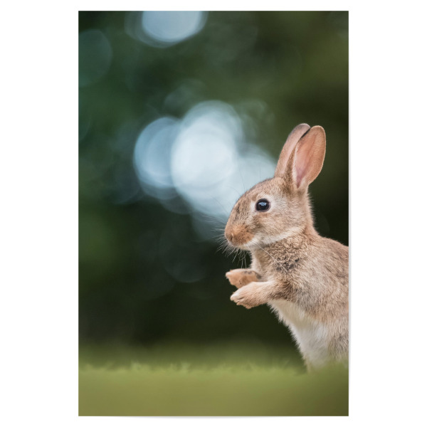Poster "Rabbit Nature Photo" artboxONE - Natur,Tiere