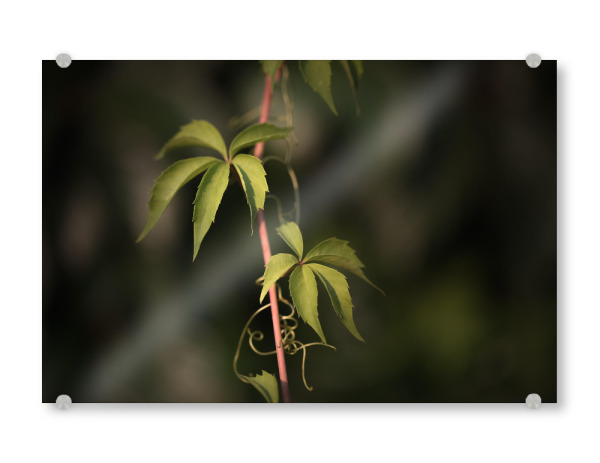 Acrylglasbild "Wilder Wein" artboxONE - Natur,Floral