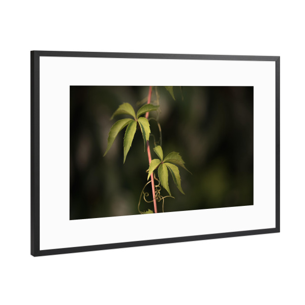 Poster mit Rahmen Schwarz (Metallic) "Wilder Wein" artboxONE - Natur,Floral
