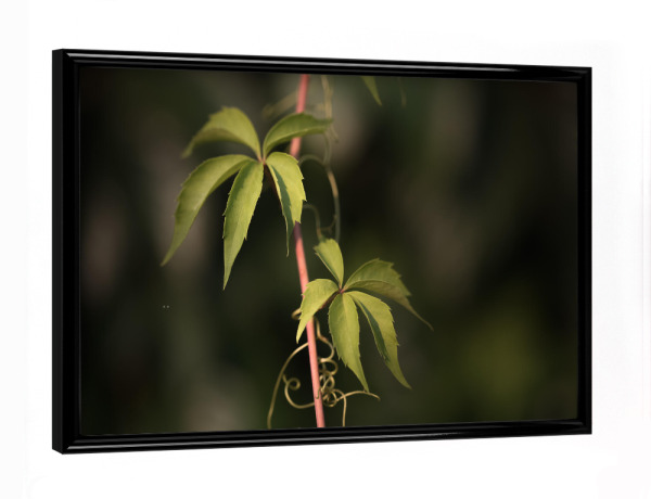 Poster mit schwarzem Rahmen "Wilder Wein" artboxONE - Natur,Floral