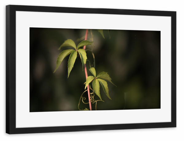 Poster mit Rahmen schwarz "Wilder Wein" artboxONE - Natur,Floral
