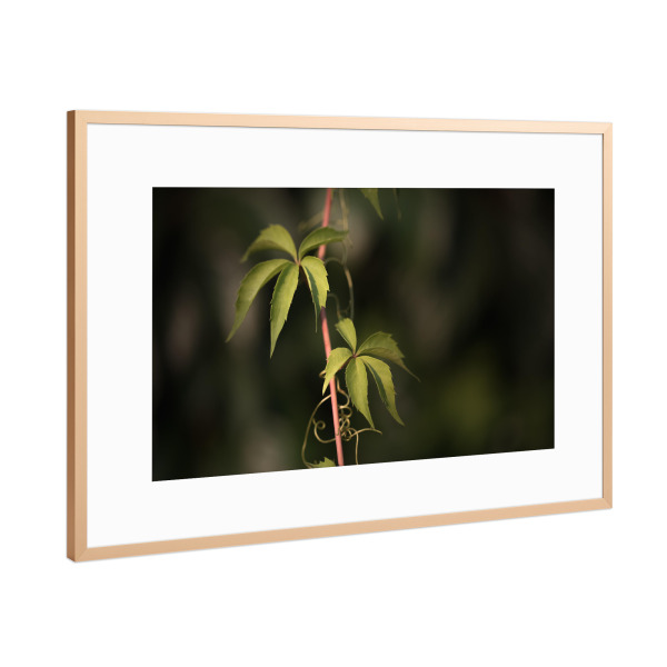 Poster mit Rahmen Kupfer "Wilder Wein" artboxONE - Natur,Floral