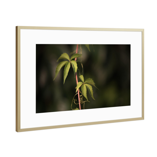 Poster mit Rahmen Gold "Wilder Wein" artboxONE - Natur,Floral