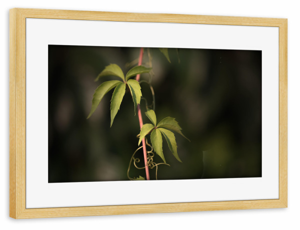 Poster mit Rahmen kiefer "Wilder Wein" artboxONE - Natur,Floral
